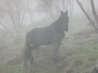 fugio Pirao-20101010 012